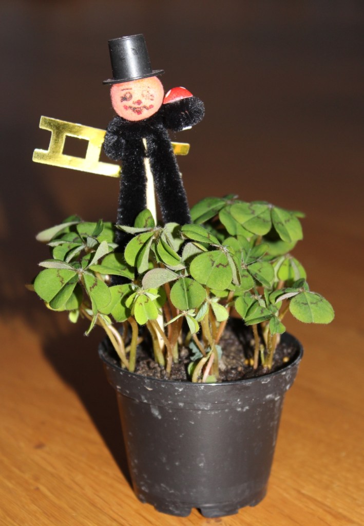 Glücksklee in zu kleinem Topf