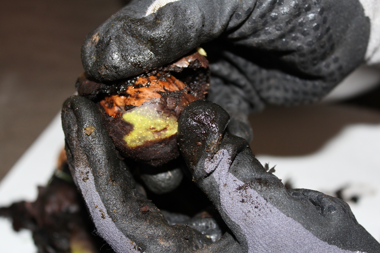 (c) Grashüpfer, Walnüsse schälen