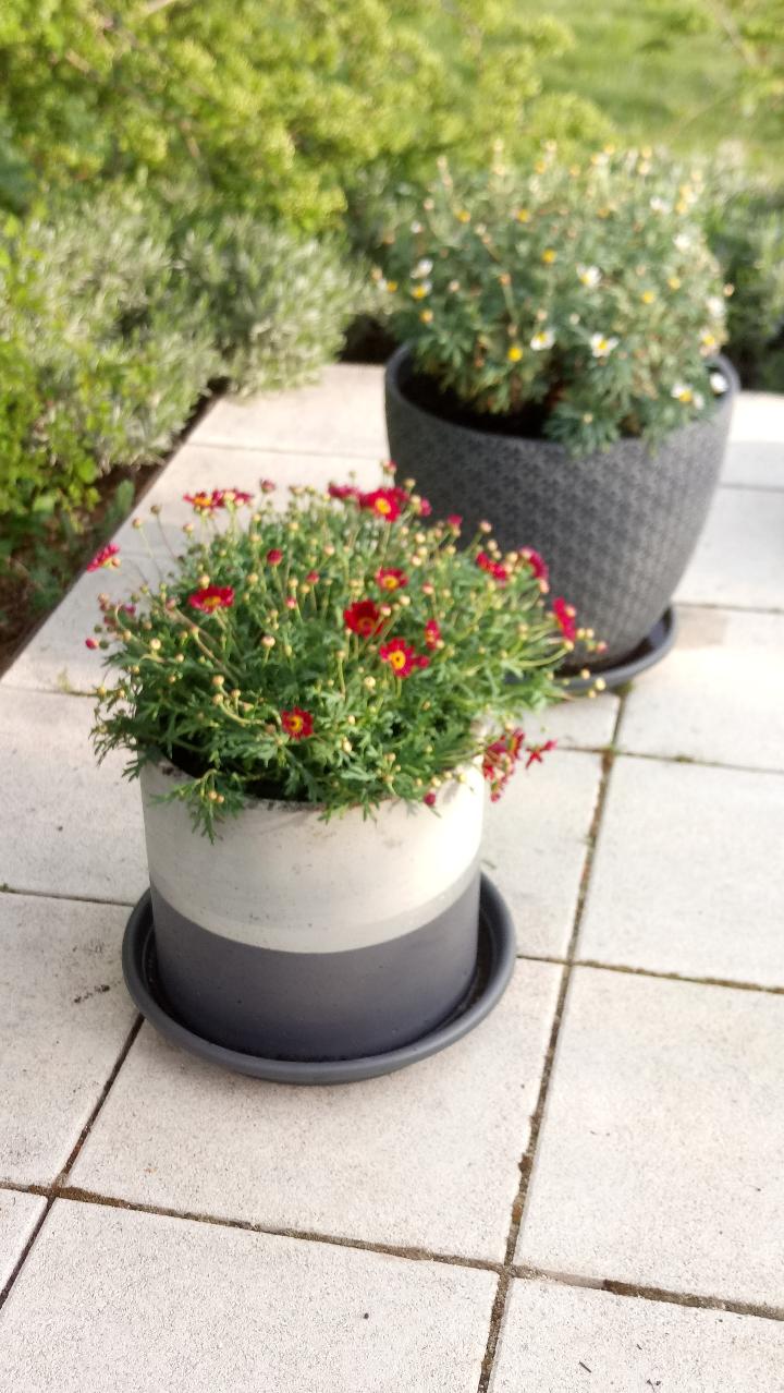 (c) Grashüpfer, Pflanztröge