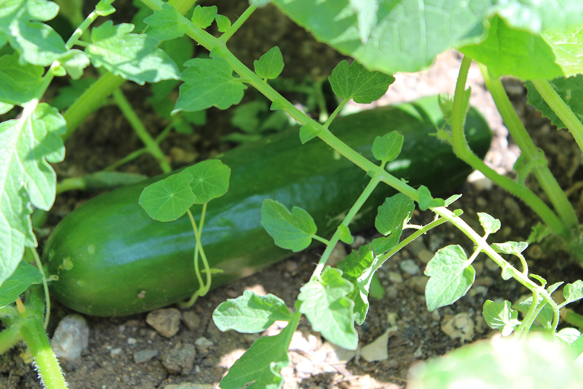 (c) Grashüpfer, Gurken