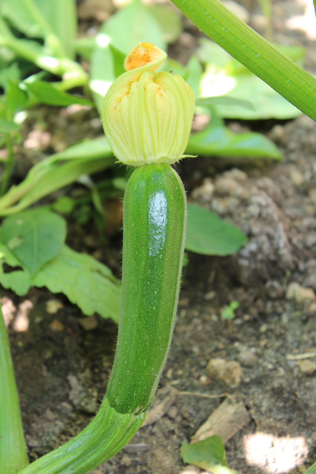 (c) Grashüpfer, Zucchini