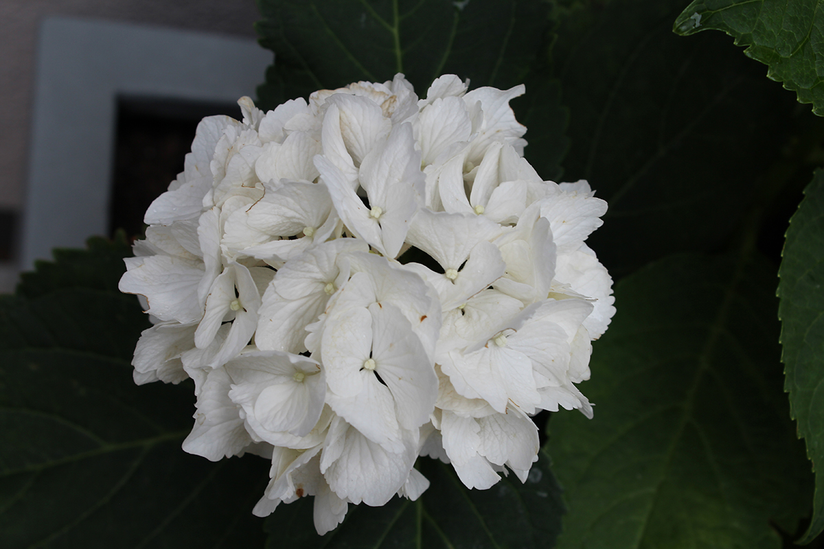 Hortensie weiß Trog