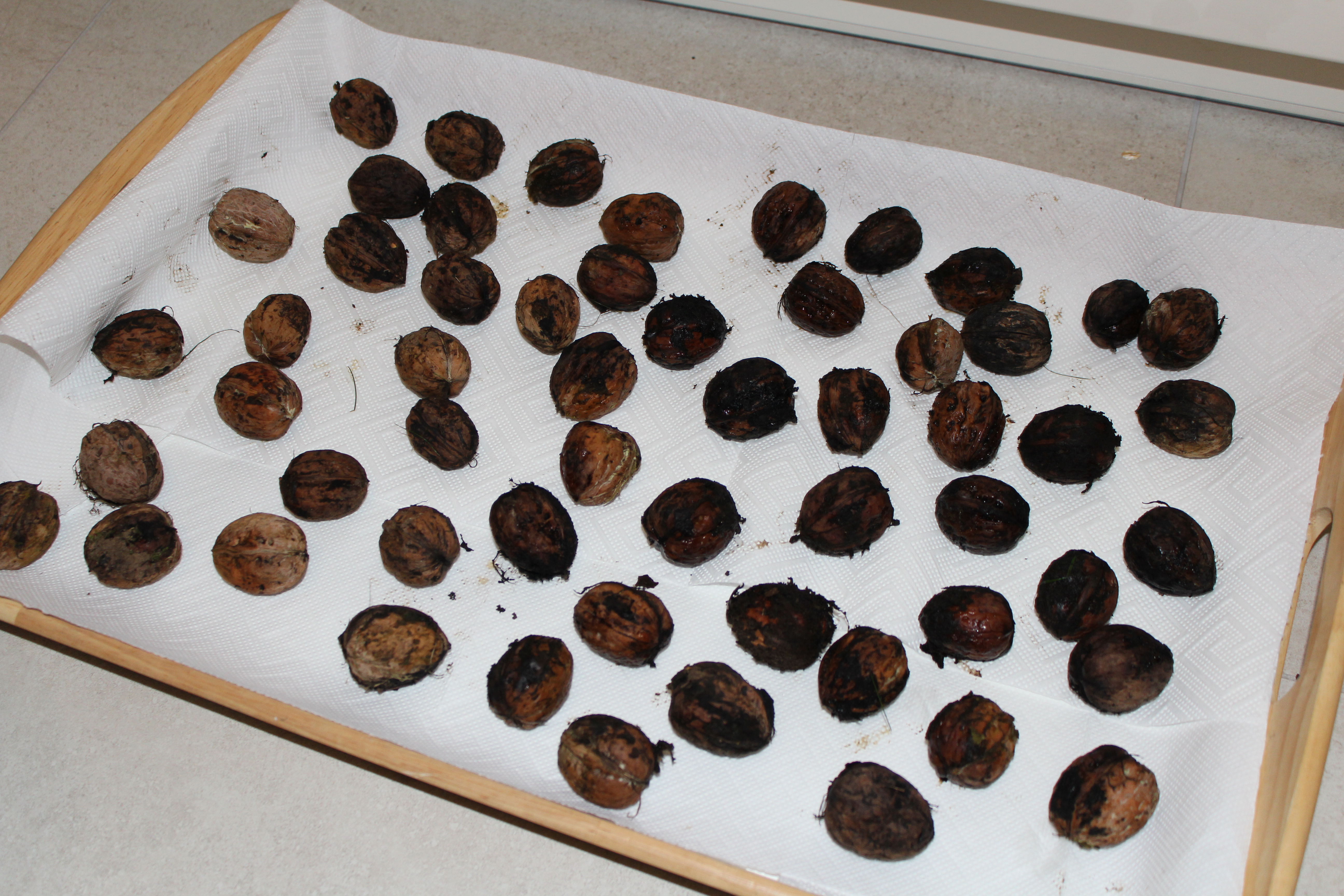 (c) Grashüpfer, Walnüsse trocknen