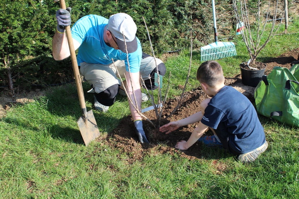 Naschgarten anlegen, Beeren einsetzen