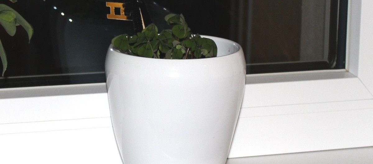 Glücksklee am Fensterbrett