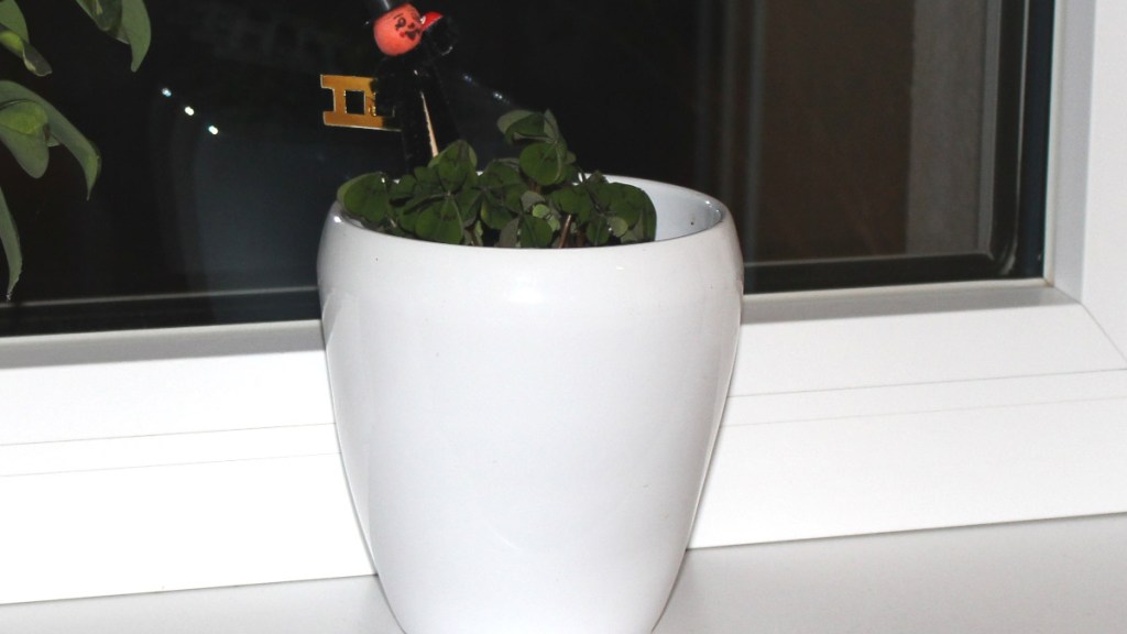 Glücksklee am Fensterbrett