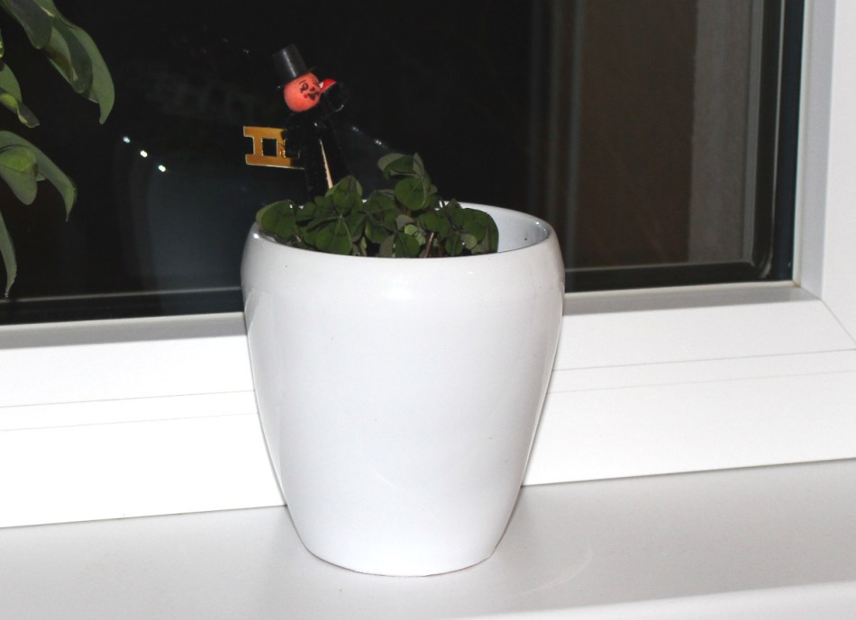 Glücksklee am Fensterbrett