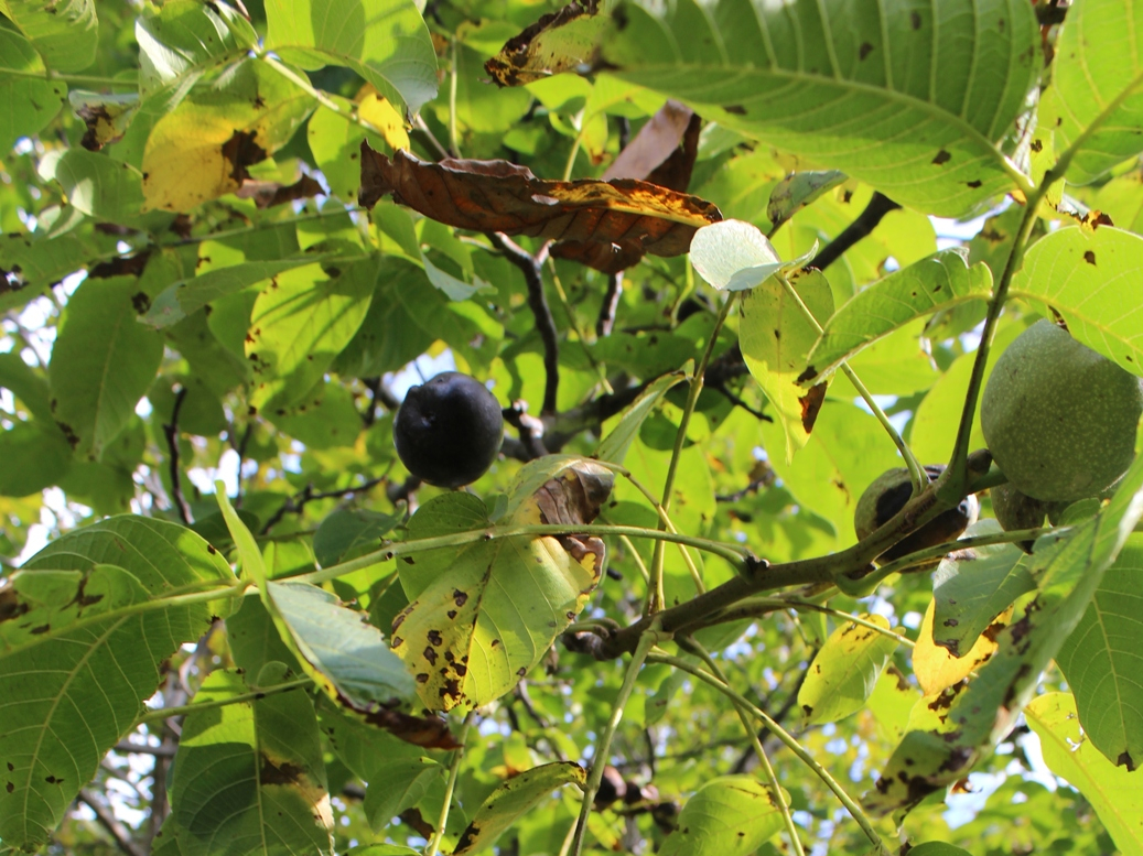 (c) Grashüpfer, Walnüsse am Baum